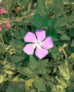 OƂʂȋ