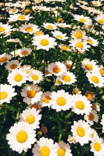 gӒnłh