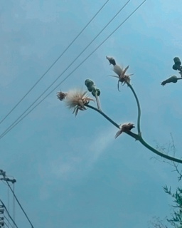 Iɏ㔼UԂ