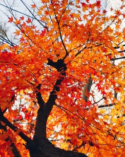 ��ł͏΂��ĐS�ł͔Y���