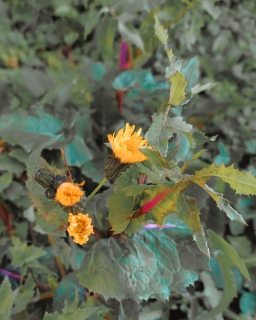 ���ǉ�Ȃ��N���N�n