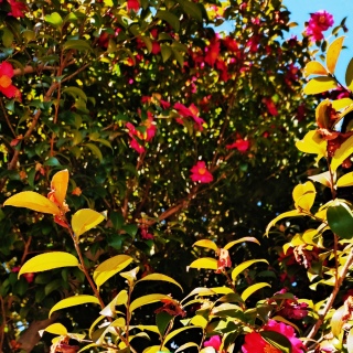 �{���͍������A��������