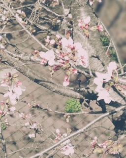 �D�����R���g���[�������؂�