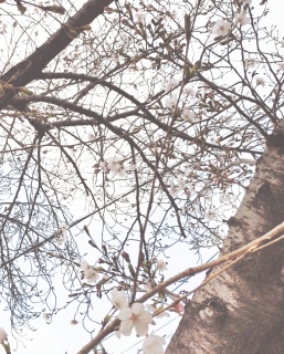 ��������ɒǂ��񂳂��