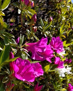 ���p���������Ă�